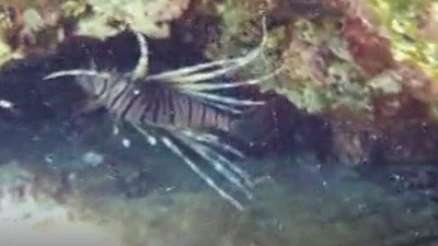 Kıyıdan 5 metre açıkta 1 metre derinlikte görüldü