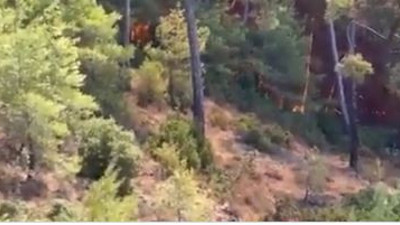 Domuz sürüsü alevlerden böyle kaçtı