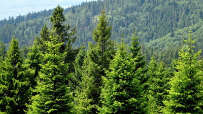 Yanan ormanlara çam ağacı mı meyve ağacı mı dikilmeli