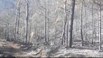 Orman yangınlarının ardından ölümün görüntüsü kaydedildi