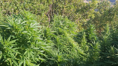 Tekirdağ'da 2 bin 617 kök Hint keneviri ele geçirildi