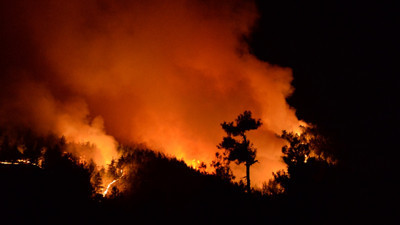 Yangınlarda 30 milyonu yok oldu