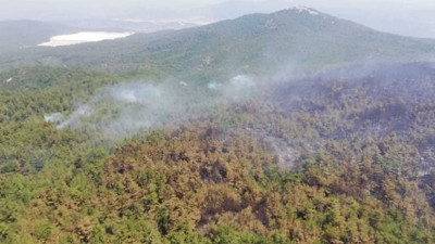 Milas'ta orman yangını yeniden başladı