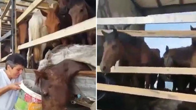 Hepsi kaderine terk edildi yine Haluk Levent yetişti