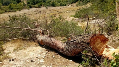 Alanı genişletmek için ağaç kestiler