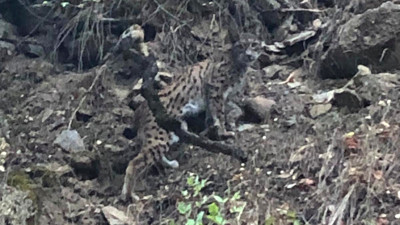 Kırmızı listede yer alıyor. Ormanın hayaleti görüntülendi