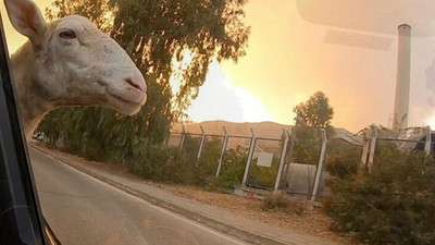 11 gün boyunca alevler içinde kalan Milas'tan son görüntüler
