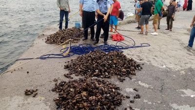 Yarım ton midye denize bırakıldı