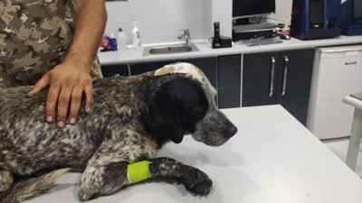 Cani adam zavallı köpeği öldüresiye dövdü