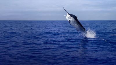 Balıklar antidepresan bağımlısı çıktı