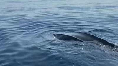 Türkiye kıyılarında ilk defa görüldü. İlk önce Yunus sandılar