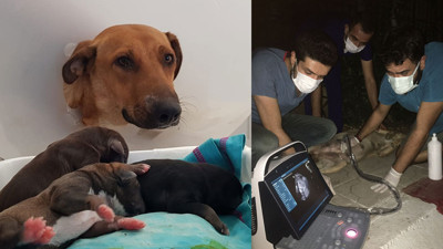 Doğum sancısı başlayan köpek kendi başına hastaneye geldi