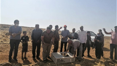 1500 keklik doğaya salındı