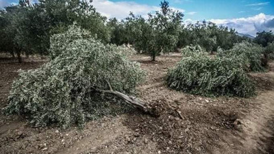 1 tonu 500 dolar olan mermer için binlerce zeytin ağacı katlediliyor