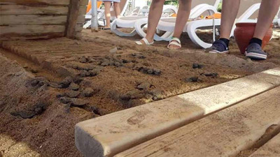 Caretta carettaların ölümüne büyük ceza şoku