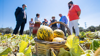 Çeşme kavunu, coğrafi işaret tescili aldı