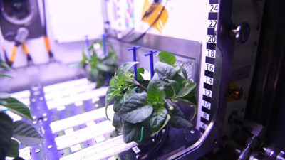 Yeryüzünden 400 kilometre yüksekte fide çiçek açtı