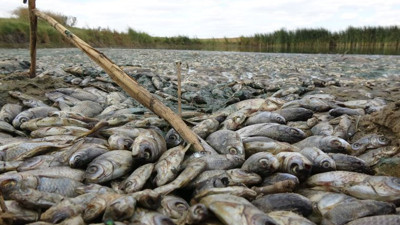 Gölette binlerce balık öldü; kirleten işletmeye 96 bin lira ceza kesildi