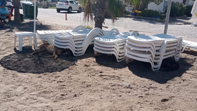 Bodrum'da halk plajına 100 lira isteniyor