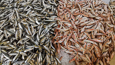 Karadeniz’de ‘istavrit’ bolluğu