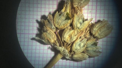 Dünyada sadece Mardin’de var. Daha önce hiç keşfedilmemiş