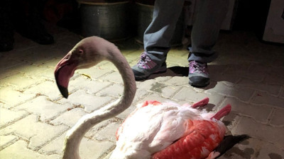 Uzun uçuştan yorgun düşen flamingo tedavi altına alındı