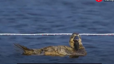 Konuşan ördek hakaretler yağdırdı