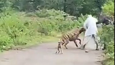 Cesur adam sırtlanı dövüp hayat kurtardı