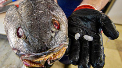 Bu balık lezzeti için değil taşı için satın alınıyor