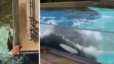 42 Yıldır hapis olan balina Kiska intihara kalkıştı