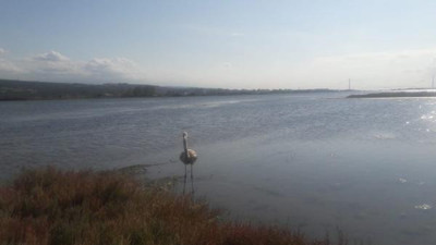 Yavru flamingo bakımının ardından doğaya bırakıldı