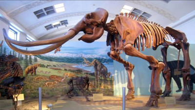 10 bin yıl önce yok olmuşlardı, DNA teknolojisi ile yeniden doğacaklar