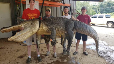 Dev timsahın midesinden çıkanlar zengin etti