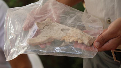 4 bin yıllık aslan çene kemiği bulundu