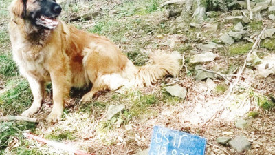 Gezmeye çıkarılan köpek hazine buldu