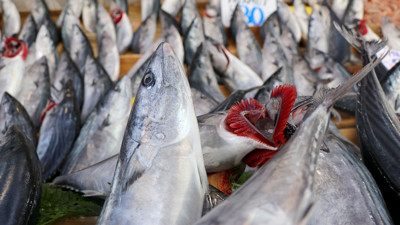 Esmer etli balıklara dikkat. Sezon açıldı uzmanlar uyardı