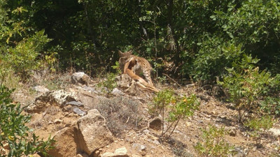 Nesli tükenme tehlikesinde olan vaşak, avda görüntülendi