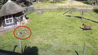 Arkadaşlarını yırtıcı kuşun elinden kurtardılar