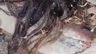 Mezarlıkta gizemli saç paniği