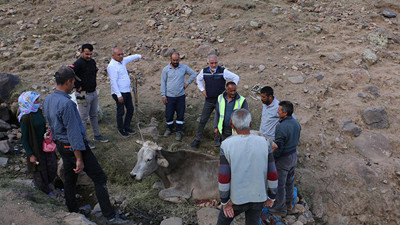 Uçuruma yuvarlanan inek için seferber oldular