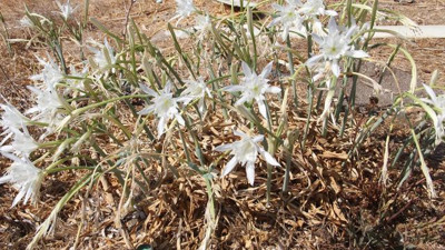 Nesli tükenen zambakları koparanlara 80 bin lira ceza