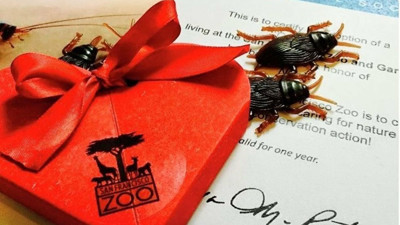 Hediye paketinden bomba çıktı: 2 ölü, 4 yaralı