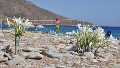 Kum zambakları mevsimi açıldı. Koparana büyük ceza geldi