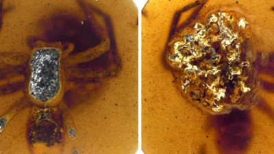 Örümceklerin 99 milyon yıllık sırrı keşfedildi