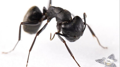 Dünyanın en küçük dronu geliştirildi