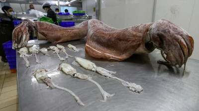 İzmirli balıkçıların ağına takıldı