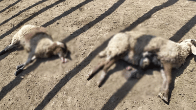 Çatıdan içeri girip koyunları parçaladı