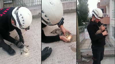 Kalbi duran kedi kalp masajıyla hayata döndü