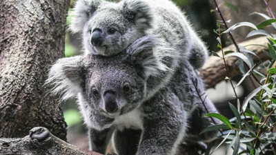 Koala nüfusu tehlikede