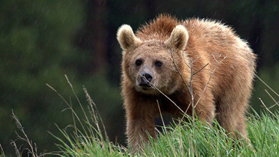 Japonya’da şehre inen ayılara karşı ilginç yöntem